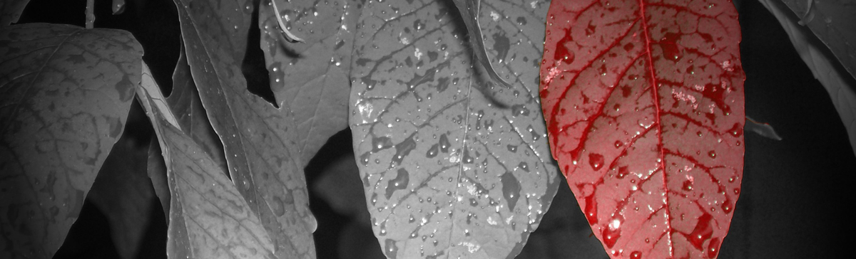 Wordpress 自定义主题和背景时,遇到了致命错误的解决办法